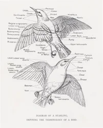 Diagram of a starling, defining the terminology of a bird