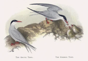 The Arctic Tern, The Common Tern