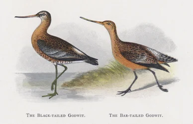 The Black-tailed Godwit, The Bar-tailed Godwit