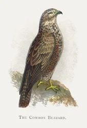 The Common Buzzard
