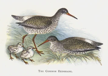 The Common Redshank