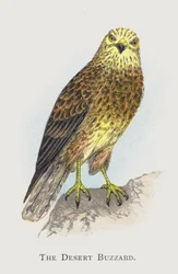 The Desert Buzzard