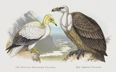 The Egyptian Scavenger Vulture, The Griffon Vulture