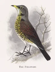 The Fieldfare