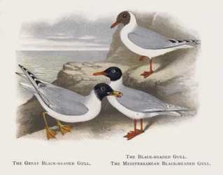 The Great Black-headed Gull, The Black-headed Gull, The Mediterranean Black-headed Gull