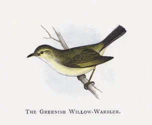 The Greenish Willow-Warbler