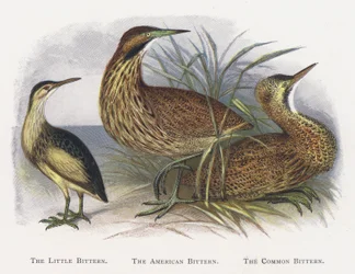 The Little Bittern, The American Bittern, The Common Bittern