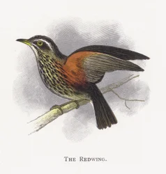 The Redwing