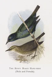 The Rusty Black Hang-nest, Male and Female