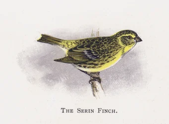 The Serin Finch