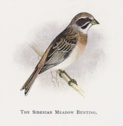 The Siberian Meadow Bunting