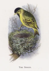 The Siskin