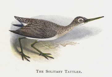 The Solitary Tattler