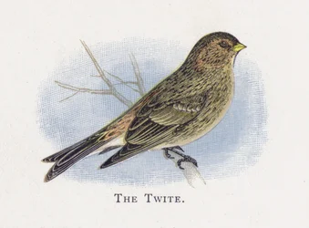 The Twite
