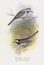 The White Wagtail, The Pied Wagtail