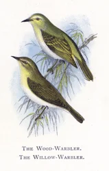 The Wood-Warbler, The Willow-Warbler