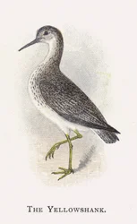 The Yellowshank