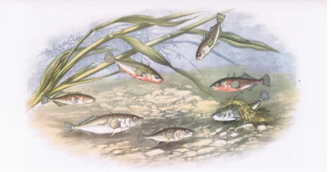 Sticklebacks, Nature in Britain published by Collins