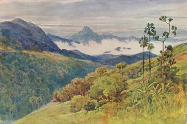 Morning Mists in the Valley of the Mahawelli Gangha
