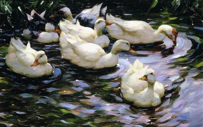 Ducks Swimming in a Sunlit Lake