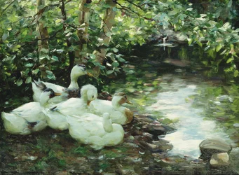 Five ducks on the river, Stony shore