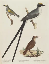 Fork-tailed Flycatcher, Rocky Mountain Anteater, and Female Golden-winged Warbler