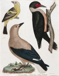 Louisiana Tanager, Clark