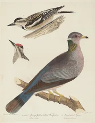 Young Yellow-bellied Woodpeckers and Band-tailed Pigeon