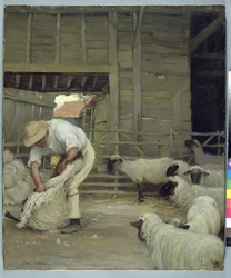 Sheep Shearing