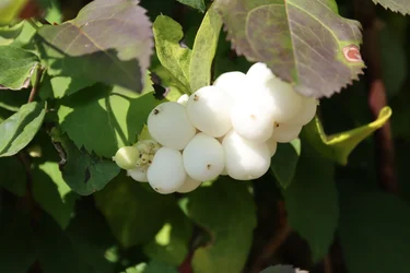 Snowberry