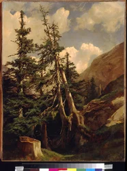 Firs in the Mountains