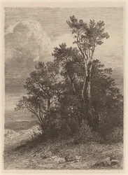 Grove of Trees