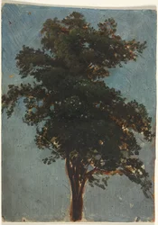 Tree Study