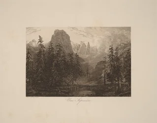 A Fir Forest