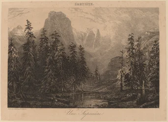 A Pine Forest
