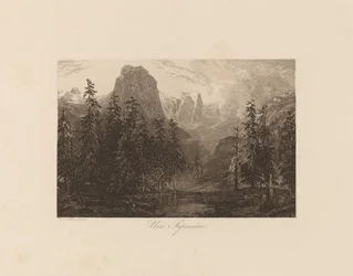 A Fir Plantation