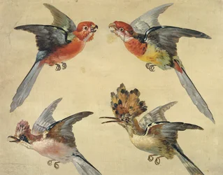 Study of Birds: Two Parrots, a Hoopoe and a Jay