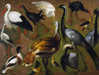 Study of birds