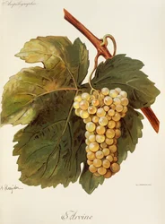 Arvine grape