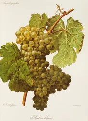Aubin Blanc Grape