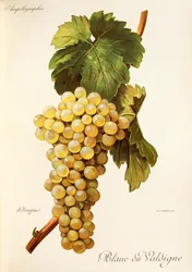 Blanc du Valdigne grape