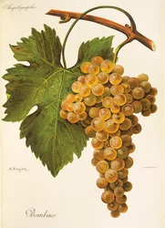 Bombino grape