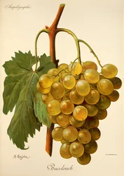 Buccleuch grape