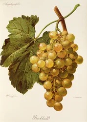 Buckland grape