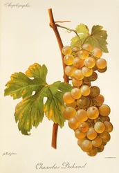 Chasselas Duhamel grape