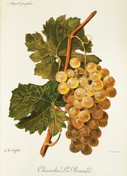 Chasselas Le Ronsard grape