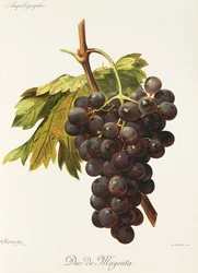 Duc de Magenta Grape