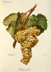 Fiano Grape