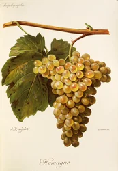 Humage grape
