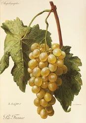 La France grape